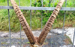 trofeo stambecco adulto capo branco